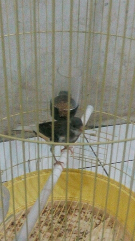 sepasang kenari yg jantan gacor