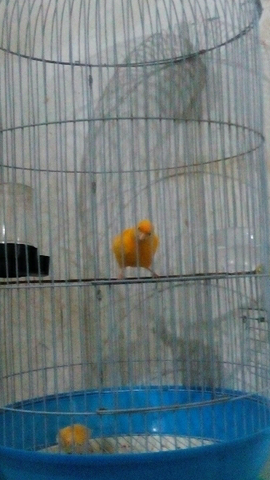 sepasang kenari yg jantan gacor