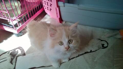Terjual jual anak kucing / Kitten Persia lucu murah 