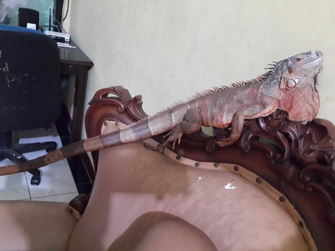 WTS RED IGGY / IGUANA 1M++ EDISI BU GAN!! GERCEP!