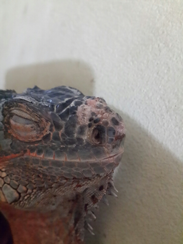 WTS RED IGGY / IGUANA 1M++ EDISI BU GAN!! GERCEP!