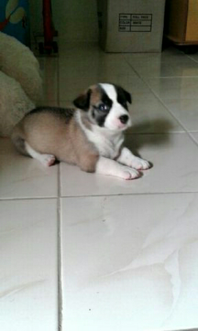 terjual wts puppies anakan siberian husky mix beagle terjual wts puppies anakan siberian husky mix beagle