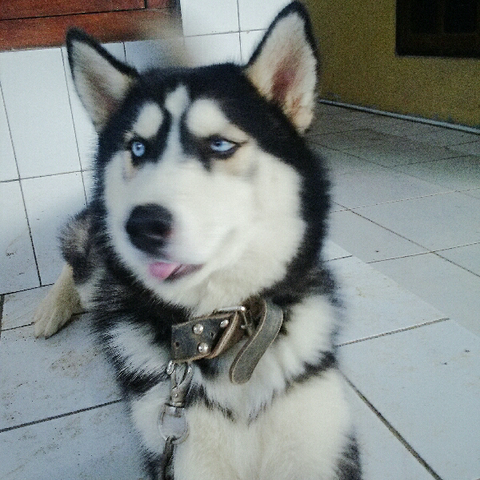 siberian husky 4 bulan