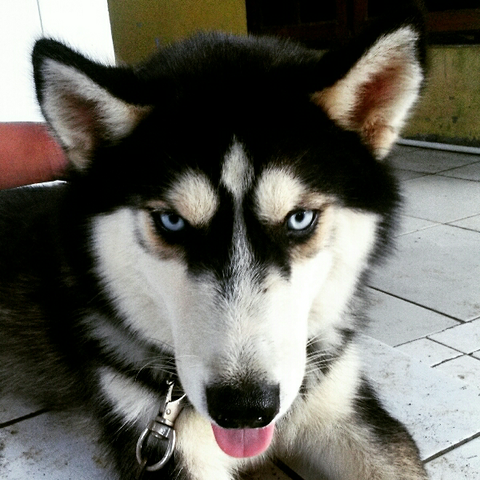 siberian husky 4 bulan