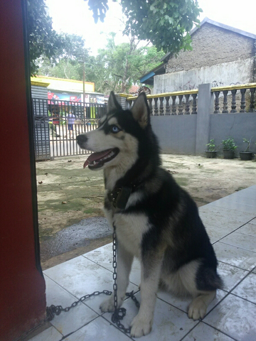 siberian husky 4 bulan