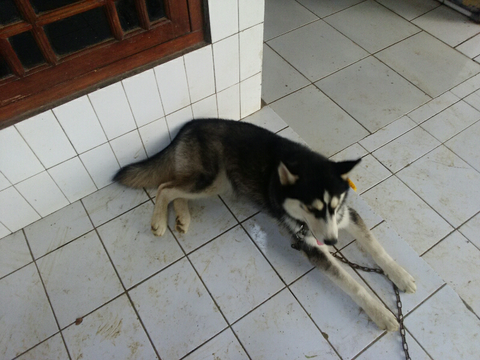 siberian husky 4 bulan