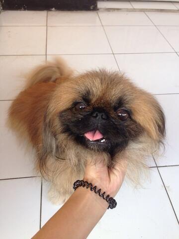 30++ Anjing pekingese release