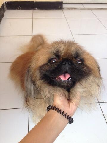 Terjual Dijual Anjing Pekingese Jantan Lucu Kaskus