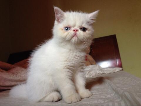 Terjual Kucing Persia Odd Eye Peaknose Mata Belang 42 Kaskus