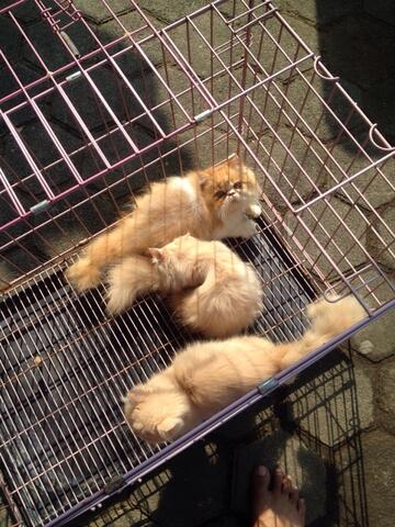 kucing kitten persia peaknose dan flat murmer