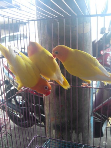 Terjual Lb Lutino Mata Merah Mata Hitam Kaskus