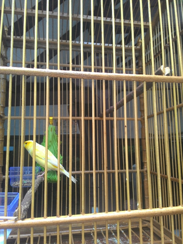 Terjual Burung Kenari Af X Af Kaskus