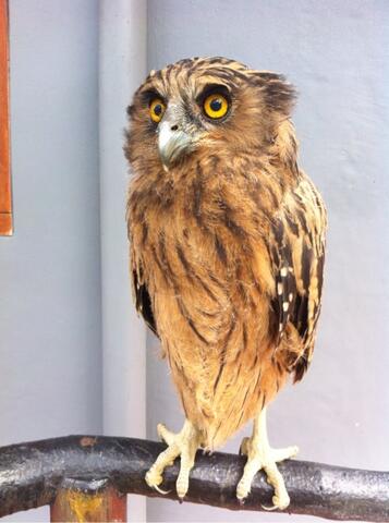 Terjual Jual Burung Hantu Buffy Fish Owl Burung Hantu Limbad