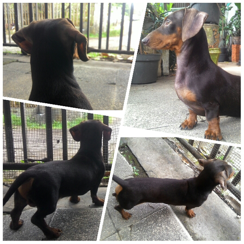 23+ Anjing sosis dog new