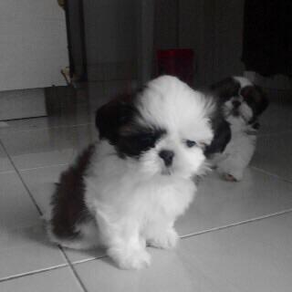 Jual Anjing Shitzu Jual Anjing Shitzu Sihtzu Kaskus