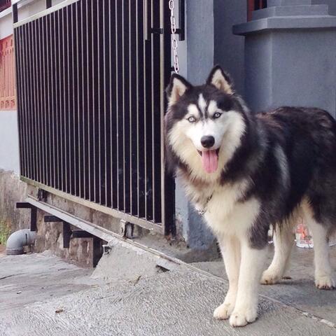 Terjual Anjing Siberian Husky Longhair Siap Kimpoi Cocok Jadi