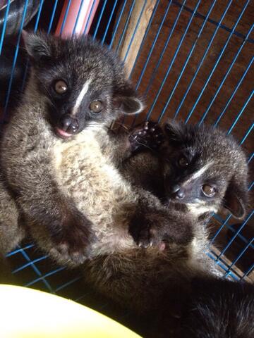 Terjual Baby Musang Akar Sumatera Kaskus