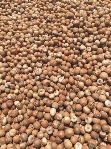 Jual biji pinang bulat atau belah