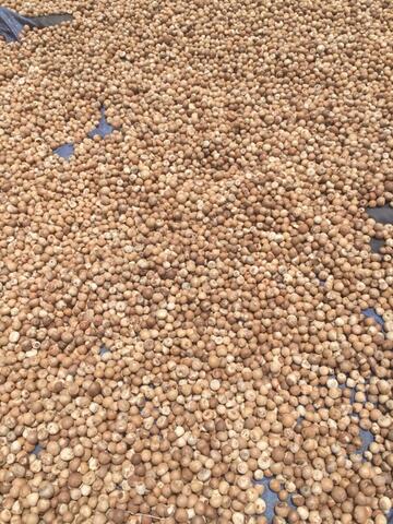 Jual biji pinang bulat atau belah