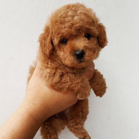 16+ Anjing poodle new