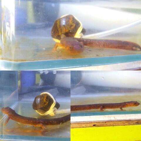 terjual belly newt salamander kaskus terjual belly newt salamander kaskus