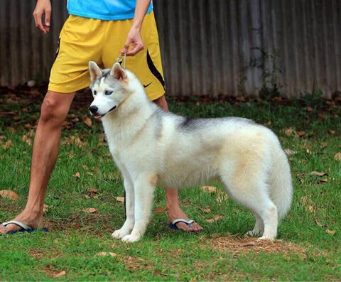 beli siberian husky