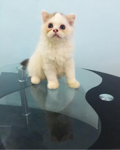 Jual Kitten Scottish Fold Sepasang