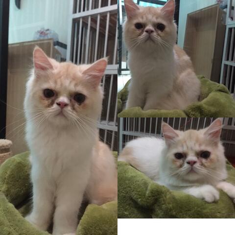 Terjual Jual Kucing Scottish Fold Kitten Straight Ear Peaknose