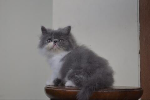 Kucing Persia Kitten Peaknose Bicolor Jantan