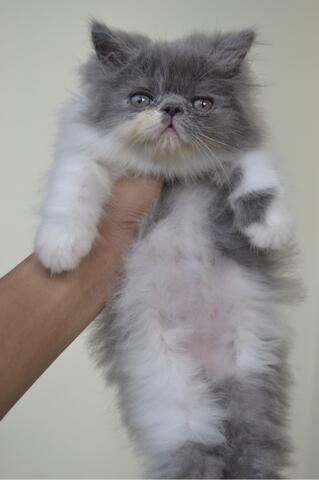 Kucing Persia Kitten Peaknose Bicolor Jantan