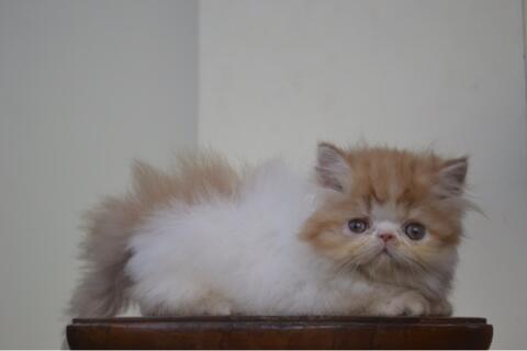 Kucing Persia Peaknose Kitten LH Bicolor Red White Betina