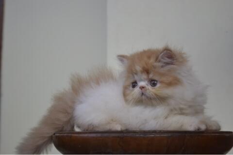 Kucing Persia Peaknose Kitten LH Bicolor Red White Betina