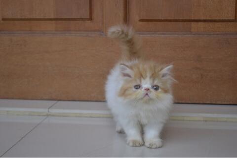 Kucing Persia Peaknose Kitten LH Bicolor Red White Betina