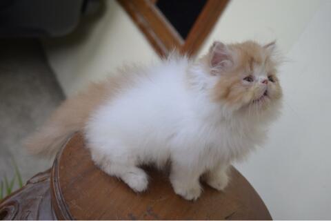 Kucing Persia Peaknose Kitten LH Bicolor Red White Betina