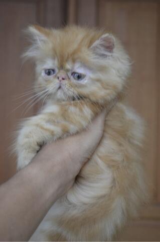 Kucing persia peaknose betina kitten red tabby