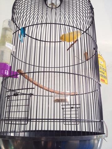 Terjual Burung Kenari Afs Gacor Kaskus