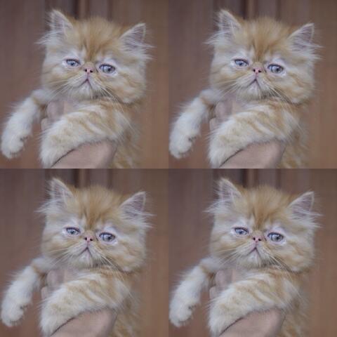 kucing kitten persia peaknose betina red tabby