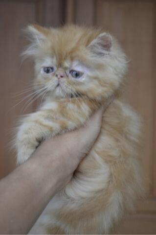 kucing kitten persia peaknose betina red tabby