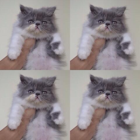 kucing kitten persia peaknose jantan blue amd white