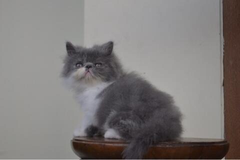 kucing kitten persia peaknose jantan blue amd white