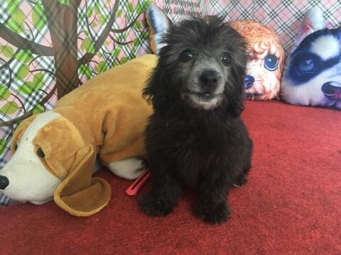 jual silver toy poodle