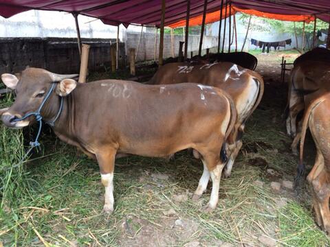 Terjual Hewan Qurban Sehat Sapi Kambing Jatiasih Kaskus
