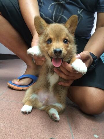 Jual Welsh Corgi Puppy Jantan Longhair Kaskus