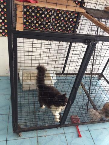 Terjual Jual  Kandang  Kucing  Anjing Musang Jogja  KASKUS