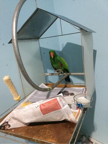 Terjual Jual Burung Nuri Bayan Jinak Total Kaskus