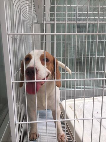 Terjual Anjing Beagle Murah Tatto Tapi Surat Ilang Bonus Kandang