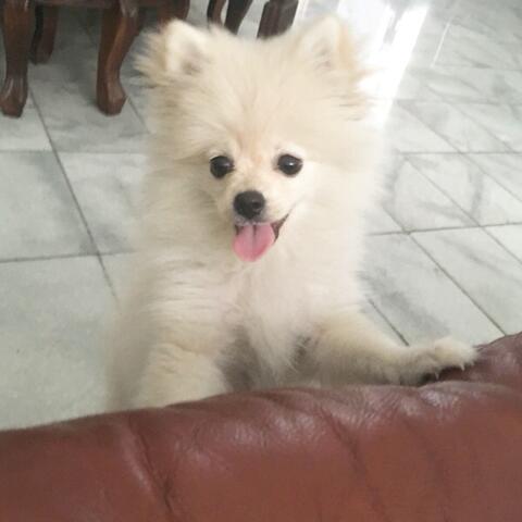 Terjual Anjing Mini Pom Warna Broken White Betina Lucu Kaskus