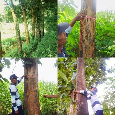 Kayu Jati Pohon Furniture