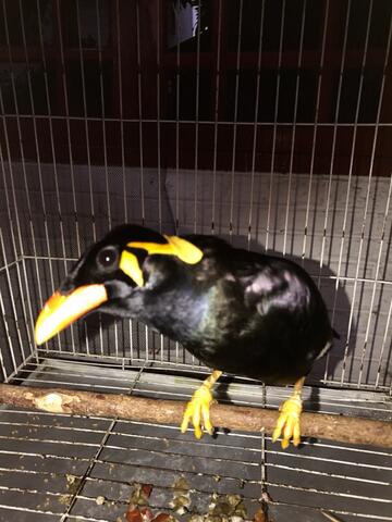 BURUNG BEO GACORRR
