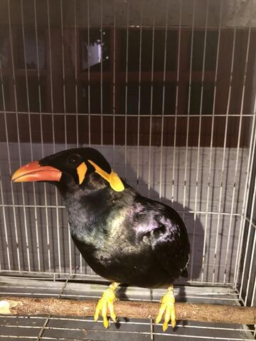 BURUNG BEO GACORRR